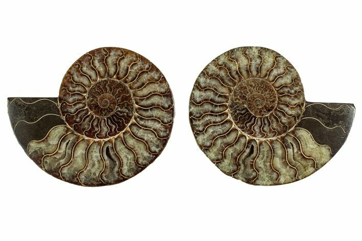 Cut & Polished, Agatized Ammonite Fossil - Madagascar #344473